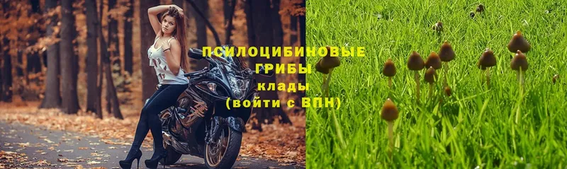 мега ссылки  Люберцы  Галлюциногенные грибы Psilocybe 